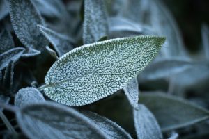 Why Frozen Vegetables Can Sometimes Be Better Than Fresh