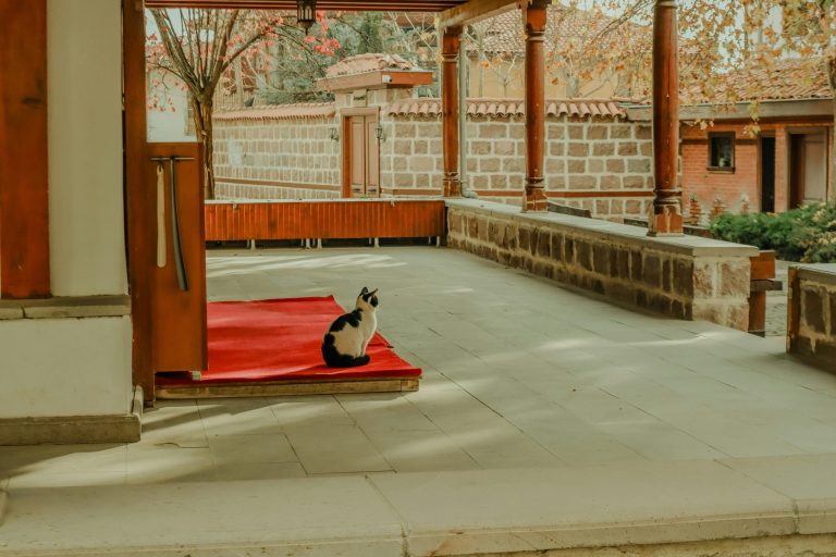 Why Curiosity Is The Secret Weapon For Career Longevity